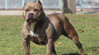 İşte pitbull gerçeği: Asıl sorun ‘sahibinde’