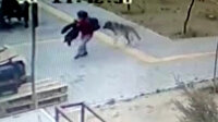 Kayseri'de başıboş köpekler çocuğa böyle saldırdı
