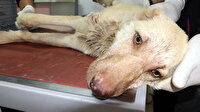 Bunu yapan insan olamaz: Yavru köpeğin ayağını ve kulaklarını kestiler