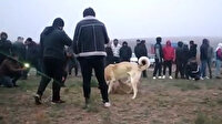 Şafak vakti 'köpek dövüşü' operasyonu: 25 kişi gözaltında