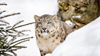 3 kar leoparı koronavirüsten öldü