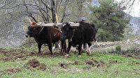 Binlerce yıllık gelenekle tarlalar sürülüyor