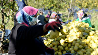 Lezzetine ve rengine bakan bir daha alıyor: 10 ülkeye ihraç ediliyor