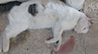 Gaziantep'te kedi katliamı: Bu caniler para cezasıyla kurtulmasın