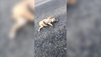 Sosyal medya bunu konuşuyor: Kaza geçiren yavru köpeği annesiyle birlikte aracına alarak tedavi ettirdi