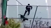 Pitbull cinsi köpeğiyle arkadaşına dehşeti yaşattı: Çocuk korkudan potaya çıktı