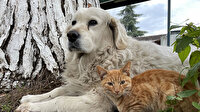 Kedi ile köpeğin gülümseten dostluğu