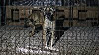 Ankara'da barınakta şüpheli yangın: 55 köpek son anda kurtarıldı