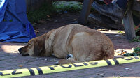 Duygulandıran fotoğraf: Beslediği köpek ölü bulunan evsiz adamın başından bir an bile ayrılmadı