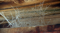 Eksi 15 dereceyle buz kesti: örümcek ağı buz tuttu