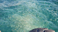 Marmara’da denizanası istilası: Uzmanlar 'sakın dokunmayın' uyarısı yaptı