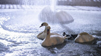 Kuğulu Park buz tuttu