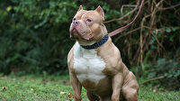 Yargıtay'dan 'pitbull' kararı: Verilen cezayı az bulup bozdu
