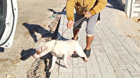 İki şehirde pitbull saldırısı: Üç çocuk yaralandı