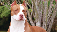 Pitbull sahipleri böyle
canavarlaştırıyor: Ne kadar saldırgan olursa o kadar iyi!