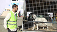 Okul müdür yardımcısının dikkati yeni bir pitbull saldırısını önledi