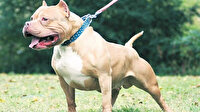 Pitbullun yaraladığı minik Gülseren'in annesi: Olayın etkisi hala devam ediyor