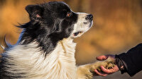 Macar araştırmacılar: Köpekler farklı dilleri ayırt edebiliyor