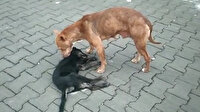 Anne köpeğin duygulandıran bekleyişi: Başından ayrılmadı