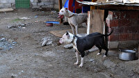 Gaziantep'te 10 günde 9 pitbull sokağa bırakıldı