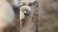 Koyunlar sürüye eşlik eden çoban köpeği yavrusuyla yakından ilgilendi