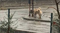 Kahramanmaraş'ta sokak köpeklerinin saldırdığı çocuk, elektrik direğine tırmanarak kurtuldu