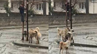 Sokak köpeklerinden kaçan küçük Mustafa direğe tırmandı: Bana saldırırlar diye korktum