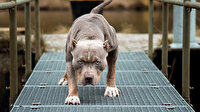 İl Tarım Müdürü: Yaklaşık 2 bin 500 köpeğe çip takıldı