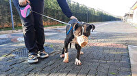 Süre bugün doluyor: Köpeklerini sokağa bırakanların sayısında dikkat çeken artış