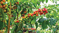 İklim değişikliğine karşı alternatif üretim planı: Akdeniz'de kahve Marmara'da pamuk