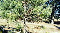 Almanya'da Türklerin de yer aldığı gönüllüler Mamut ağacı fidanlarını toprakla buluşturdu