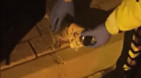 Kırklareli'nde kafası konserve kutusuna sıkışan kediyi polis kurtardı