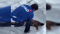Kar kütlesinin altında kalan köpeğin imdadına AFAD ekipleri yetişti