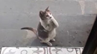 Sevimli kedi Rıfkı patilerini birleştirip mama istiyor