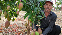 'Meyvelerin kralı': Tanesini 40 liradan satıyor, 300 bin lira gelir bekliyor