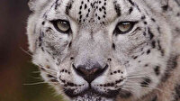Kar leoparı Kovid-19 nedeniyle hayatını kaybetti