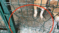 Pitbull dehşeti: Kafesi parçalayıp başka bir köpeği boğarak öldürdü