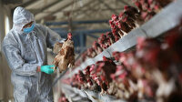 Japonya'da kuş gribi alarmı: Bine yakın tavuk itlaf edildi