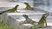 Meteoroloji uzmanlarından korkutan uyarı: Gökten iguana yağacak