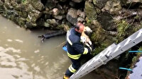 Rize'de dere yatağında mahsur kalan köpeği belediye ekipleri kurtardı