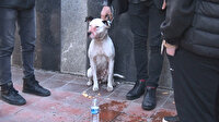 Sahipsiz pitbull sokak köpeğine saldırdı: Vatandaş kurtarmak için seferber oldu