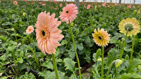 Topraksız serada ürettiği gerbera çiçeğini yurt dışına iki katı fiyata satıyor