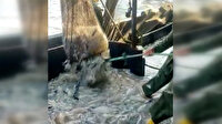 Hatay'da balıkçıları hayrete düşüren görüntü: Tekne denizanasıyla doldu