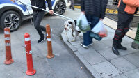 Ataşehir'de başıboş pitbull paniği: Yaralı hayvan ekipler tarafından barınağa götürüldü