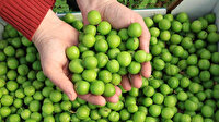 Can erikte ilk hasat : Kilosu 600 lira