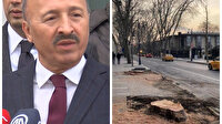Çırağan Caddesi'ndeki 112 çınar ağacını kesen İBB'ye ceza kesildi: Kesim izni bile alınmamış