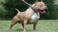 Pitbull cinsi köpeğin sahibine silahla yaralamadan 3 yıla kadar hapis istendi