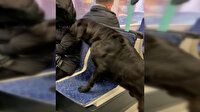 Sokak köpeğinin tramvayda yolculuk etmesi sosyal medyayı ikiye böldü