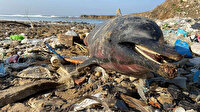Eyüpsultan sahilinde ilginç görüntüler: 24 ölü yunus balığı kıyıya vurdu