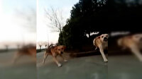Üniversite öğrencisi kampüste köpeklerin saldırısına uğradı